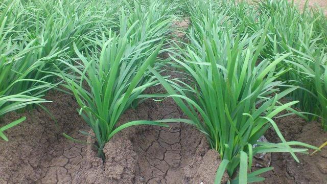 入秋家里种2种菜，生长速度快